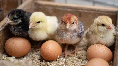 Exploring Unique Alternatives to Best Fertile Hatching Eggs for Your Poultry Needs